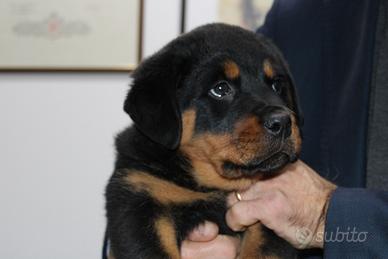 Cucciola Rottweiler con Pedigree