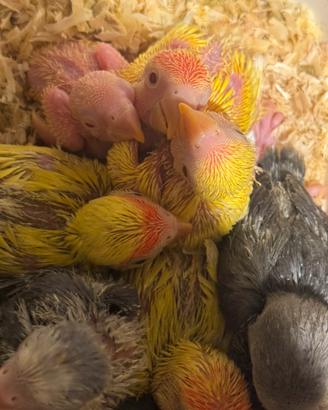 Pappagalli inseparabili allevati a mano