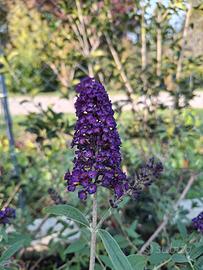 buddleja - albero delle farfalle