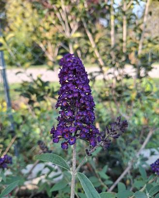 buddleja - albero delle farfalle