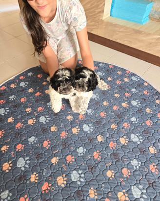 Cucciole MALSHI (bison maltese ×shizu)bianco e ner