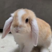 Coniglietto nano ariete 3 mesi