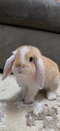 Coniglietto nano ariete 3 mesi
