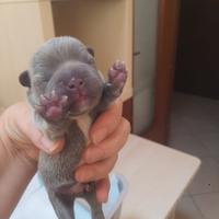 Bulldog francese blue