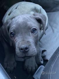 Cucciola cane corso