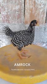 Pulcini amrock