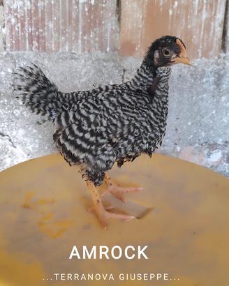 Pulcini amrock