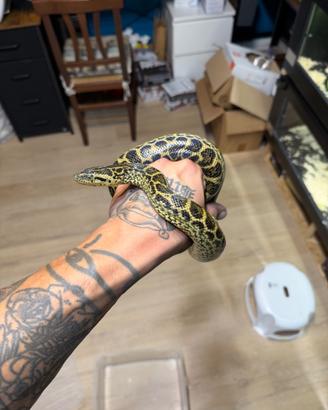 Anaconda Gialla Serpente