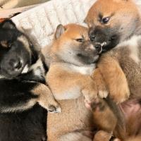 Cuccioli Shiba Inu