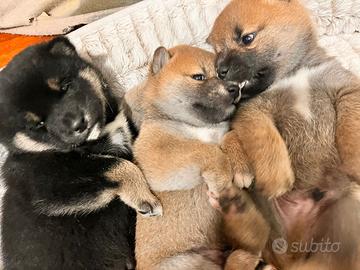 Cuccioli Shiba Inu