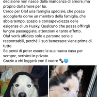 Husky siberian di 3 anni