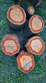 legno albicocco