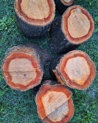 legno albicocco