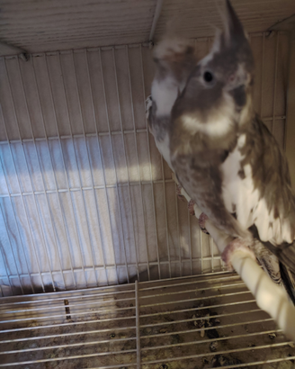 Pappagalli calopsiti