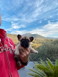 Cuccioli Bulldog francese