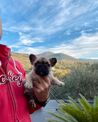 Cuccioli Bulldog francese