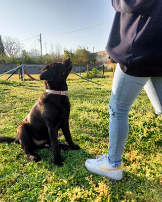 Educazione/ Addestramento