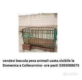 bascula pesa animali