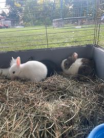 Animali