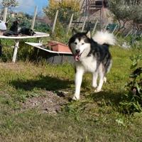 Alaskan malamute adulti c e d o
