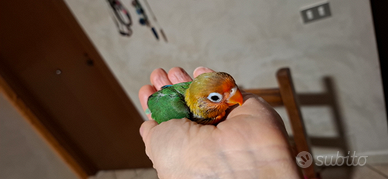 Pappagalli allevati a mano