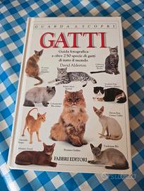 Gatti