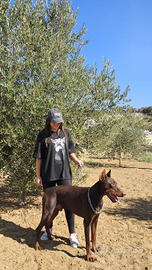 Dobermann per monta