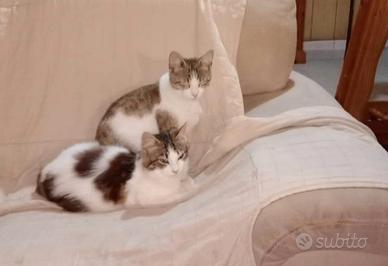 Gattini maschi castrati