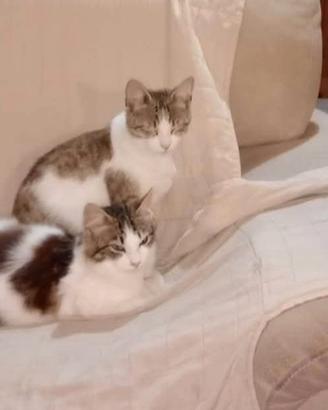 Gattini maschi castrati