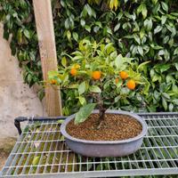 Bonsai Fortunella Cinese