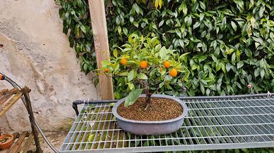 Bonsai Fortunella Cinese