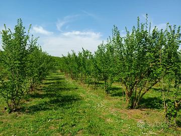 Terreno Agricolo - Gallese