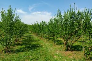Terreno Agricolo - Gallese