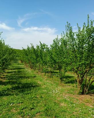 Terreno Agricolo - Gallese