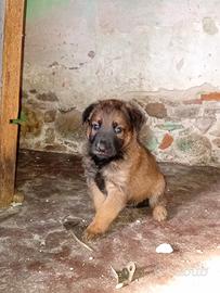 Cuccioli Pastore Belga Malinois