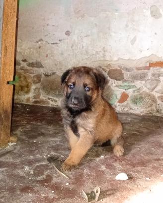 Cuccioli Pastore Belga Malinois