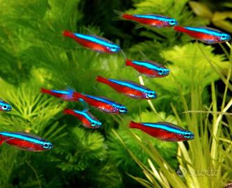 Neon Cardinali e Petitelle