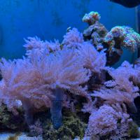 Capnella rosa corallo molle