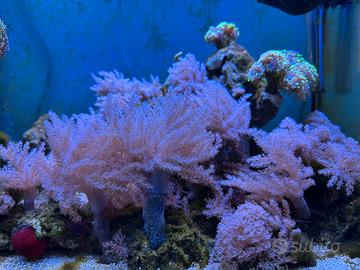 Capnella rosa corallo molle