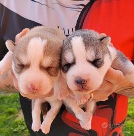 Cuccioli Siberian Husky