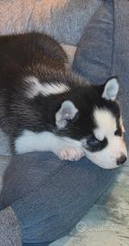 Cuccioli di Husky