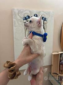 Chihuahua toy