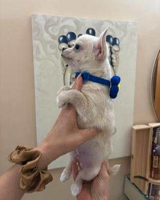Chihuahua toy