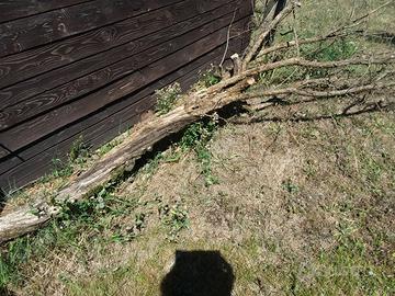 Tronco albero di  melograno