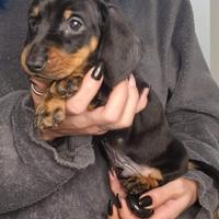 Bassotto con pedigree