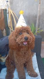 Accoppiamento cane