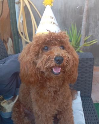 Accoppiamento cane