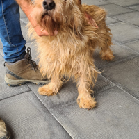 Cane per MONTE