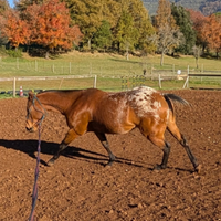 Cavallo castrone 4 anni