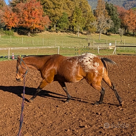 Cavallo castrone 4 anni